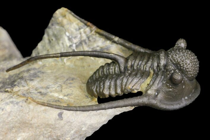 Cyphaspis Trilobite With Translucent Shell - Foum Zguid, Morocco #163373